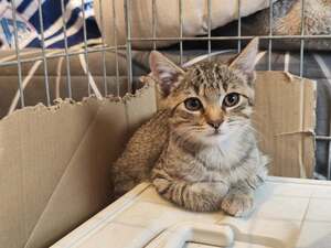 Adopter Brise