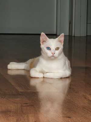 Adopter Perla