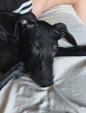 Adopter FERRAN