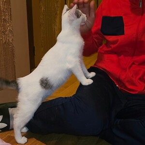 Adopter BLINYS