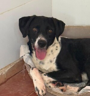 Adopter Morgan