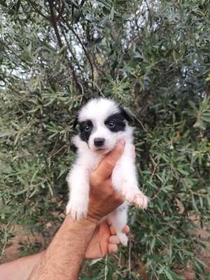 Adopter Balie