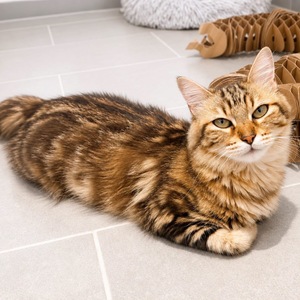 Adopter Fifi