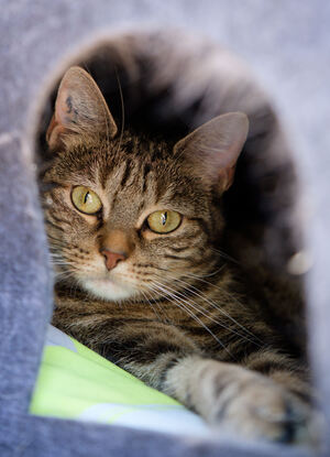 Adopter Arya
