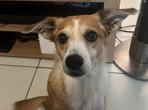 Adopter Bisotte