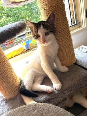 Adopter LE FRANGIN
