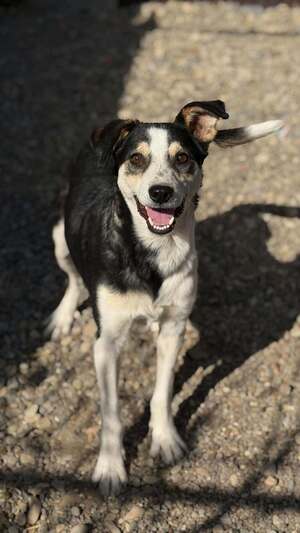 Adopter MANGUO