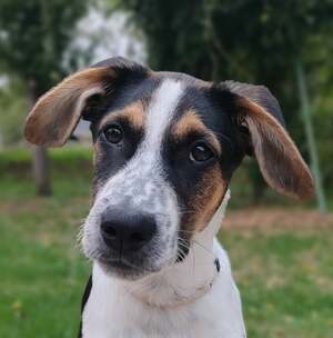 Adopter Maïlo