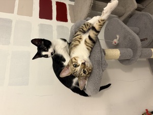 Adopter Kaito et Yasu