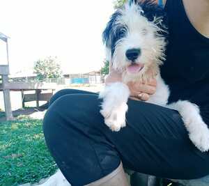 Adopter Atar