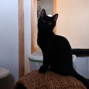 Adopter MIYU
