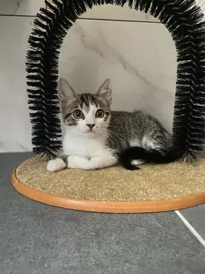 Adopter Teha