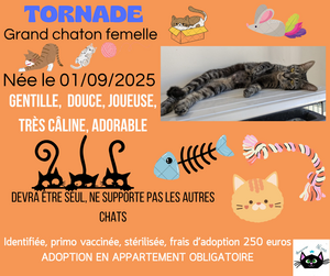 Adopter Tornade