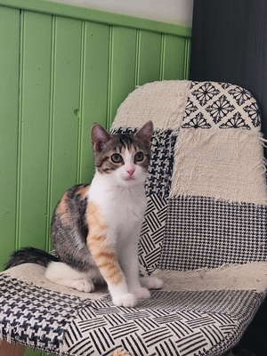 Adopter BIJOU