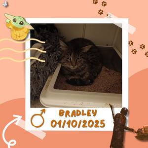 Adopter Bradley 