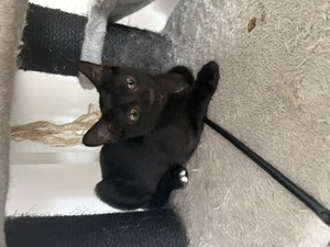 Adopter Chaussette