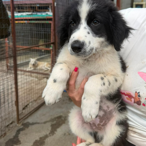 Adopter SINDY