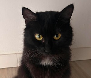 Adopter Ambiance