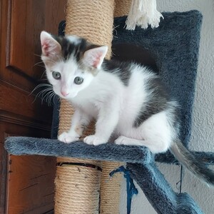 Adopter Marcelino
