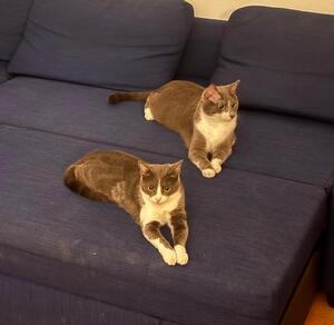 Adopter Snow et Simpleton