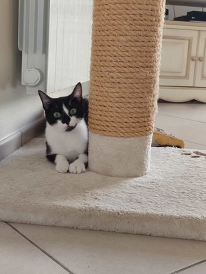 Adopter Banana
