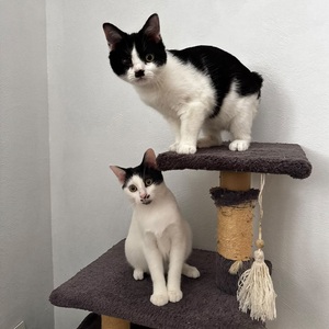 Adopter Ory et Gamy