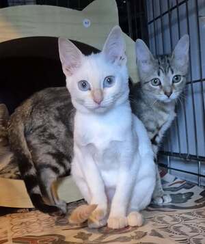 Adopter Banzaï