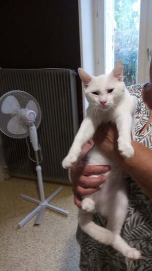 Adopter Barnabe
