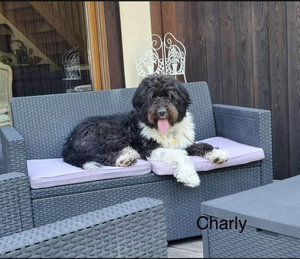 Adopter CHARLY