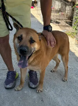 Adopter Kolanta
