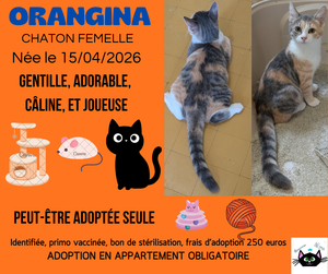 Adopter Orangina