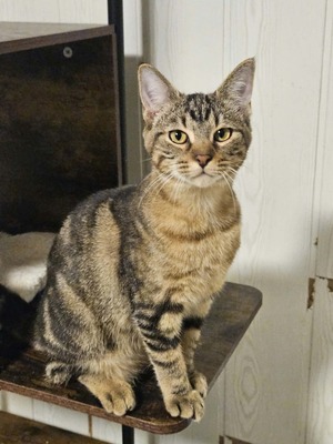 Adopter BLINIS