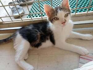 Adopter BLINI