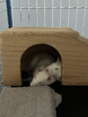 Adopter Aaron & stuart