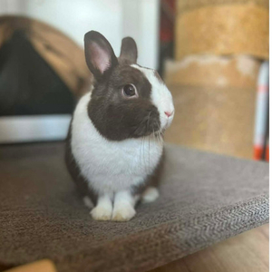 Adopter Alfred
