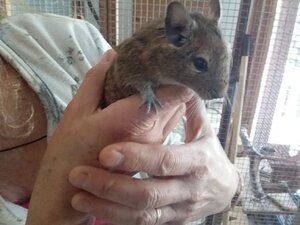 Adopter Amidou