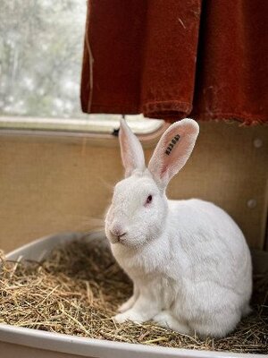 Adopter Aneth