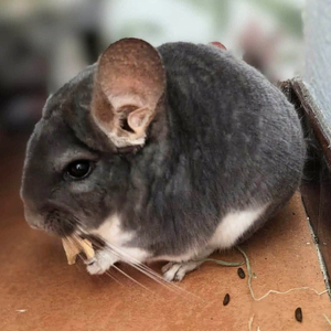 Adopter Bichette