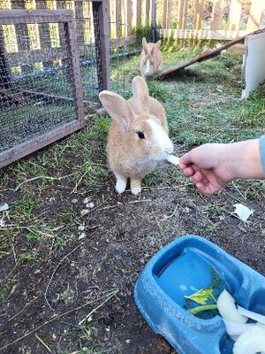 Adopter Caramel et noisette