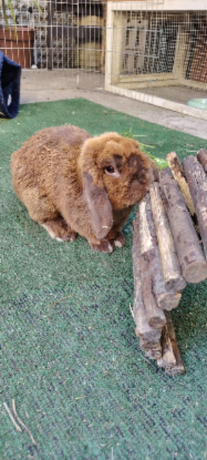 Adopter Chocolat