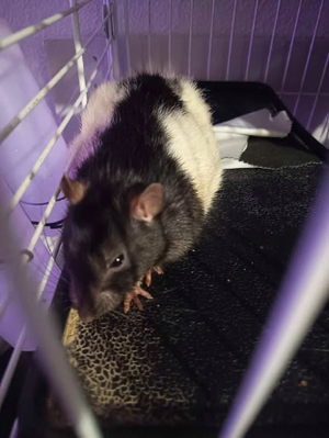 Adopter Coco