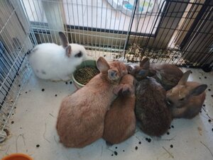 Adopter Flash