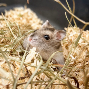 Adopter Hamsters
