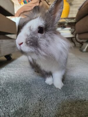 Adopter Lucky