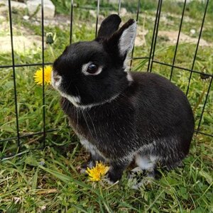 Adopter Mandarine