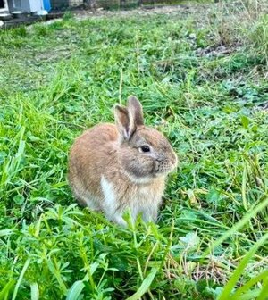 Adopter Noisette