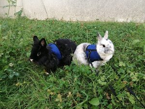 Adopter Onyx & oréo
