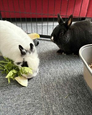 Adopter Paula et marco