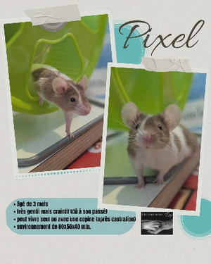 Adopter Pixel