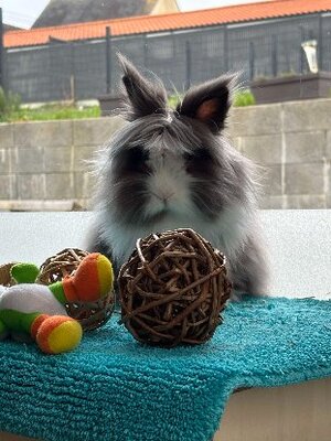 Adopter Rocket